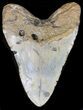 Bargain Megalodon Tooth - North Carolina #41156-2